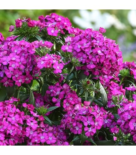 Purple Saintpaulia Flower Seeds – Heirloom Non-GMO High Germination Organic Garden Seeds
