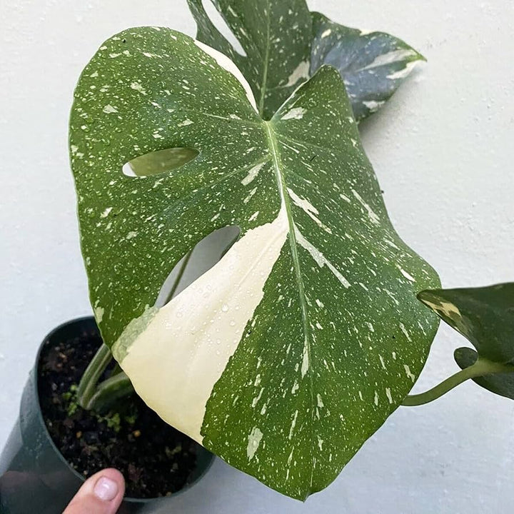 Green White Monstera Seeds – Heirloom, Non-GMO, High Germination Seeds