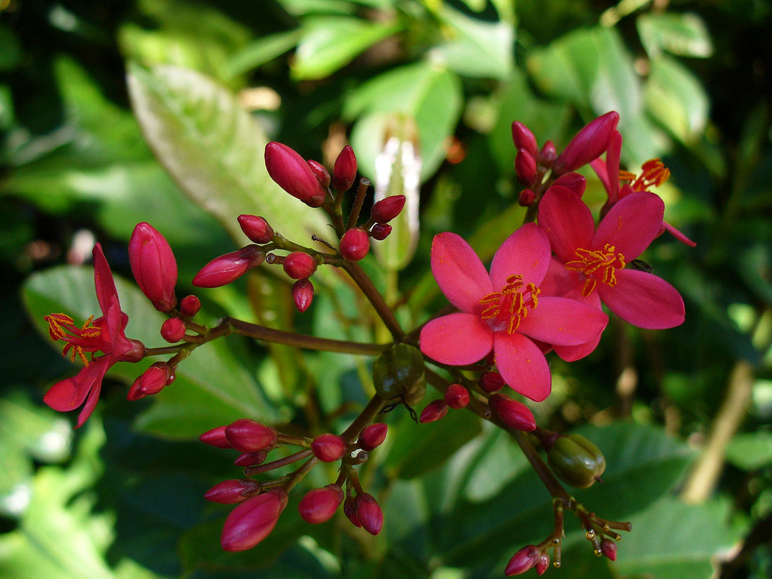 Red Jasmine Flower Seeds – Heirloom, Non-GMO, High Germination Seeds