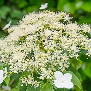 climbing hydrangea flower seeds