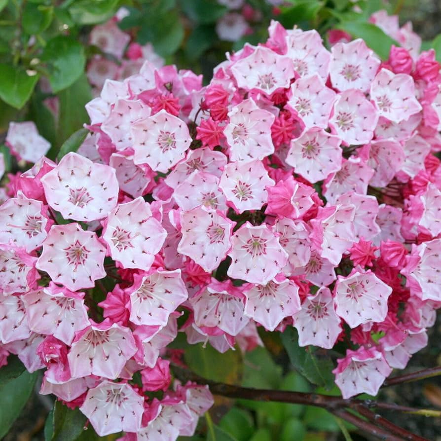 mountain laurel flower seeds
