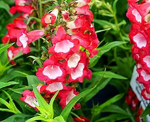 penstemon penstemon flower seeds