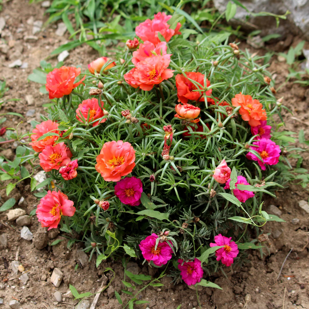 portulaca moss flower seeds