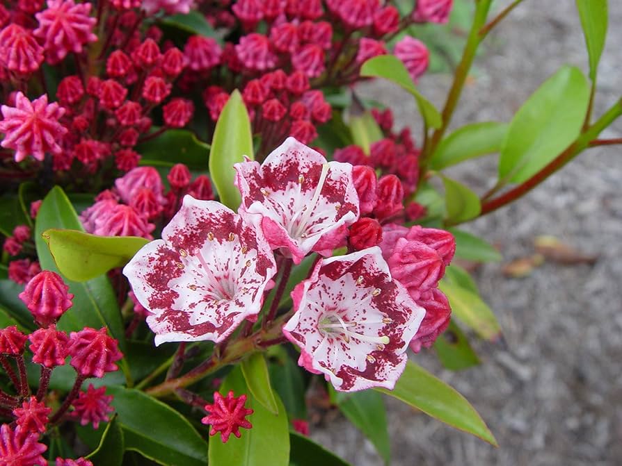 Semillas de Flor Kalmia Latifolia Rojo Rosado – Variedad Antigua, No OGM, Semillas de Alta Germinación