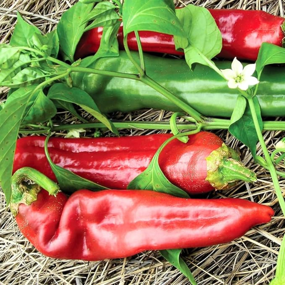 pepper vegetable flower seeds