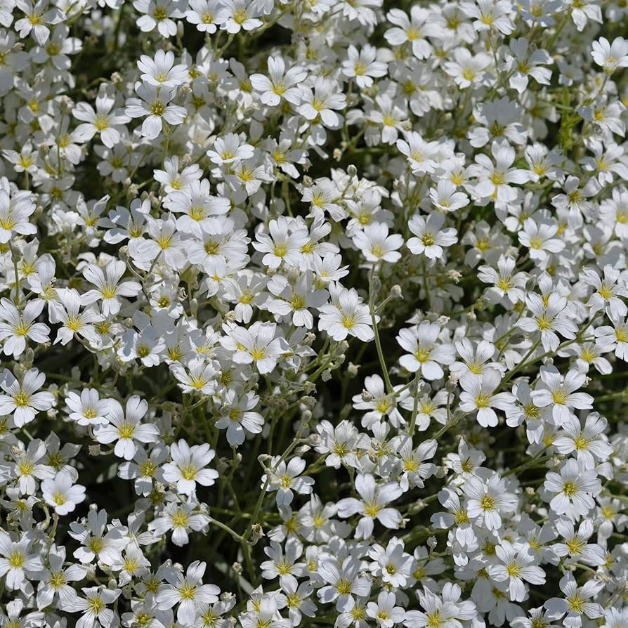 White Flower herb seeds