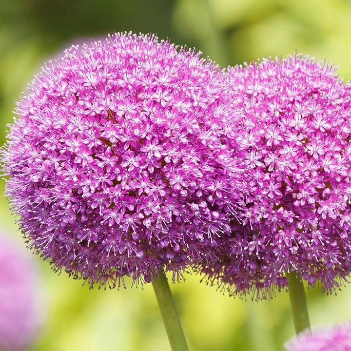 Giant Allium Bulbs for Planting Seeds for Planting