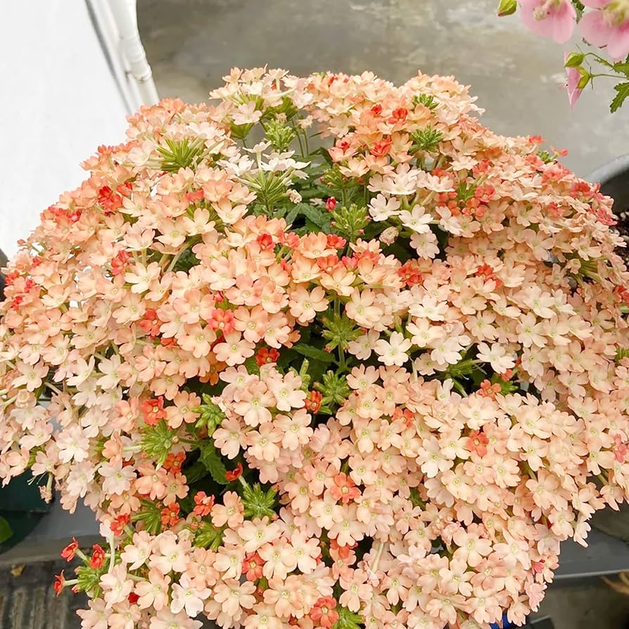 cream verbena flower seeds