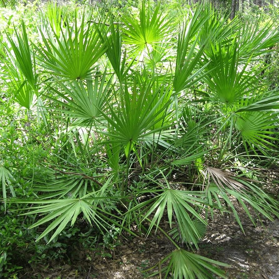 Green Serenoa herb seeds