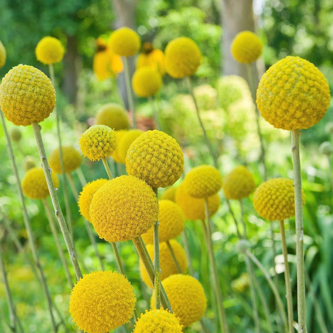 Craspedia Flower Seeds Yellow – Heirloom Non-GMO High Germination Seeds