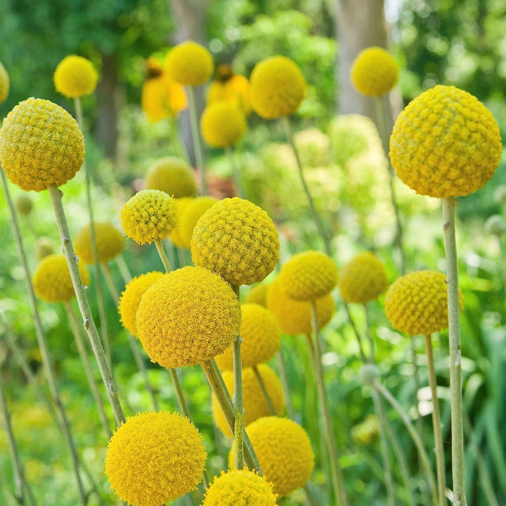 Craspedia Flower Seeds Yellow – Heirloom Non-GMO High Germination Seeds