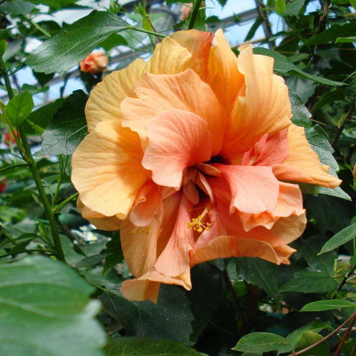 Double Orange Hibiscus Flower Seeds – Heirloom, Non-GMO, High Germination Seeds