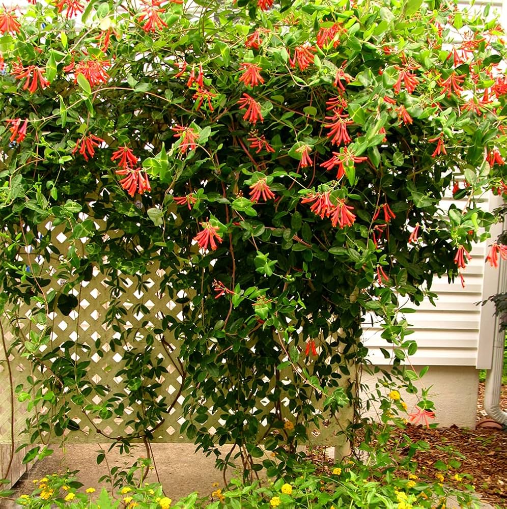 honeysuckle vine flower seeds