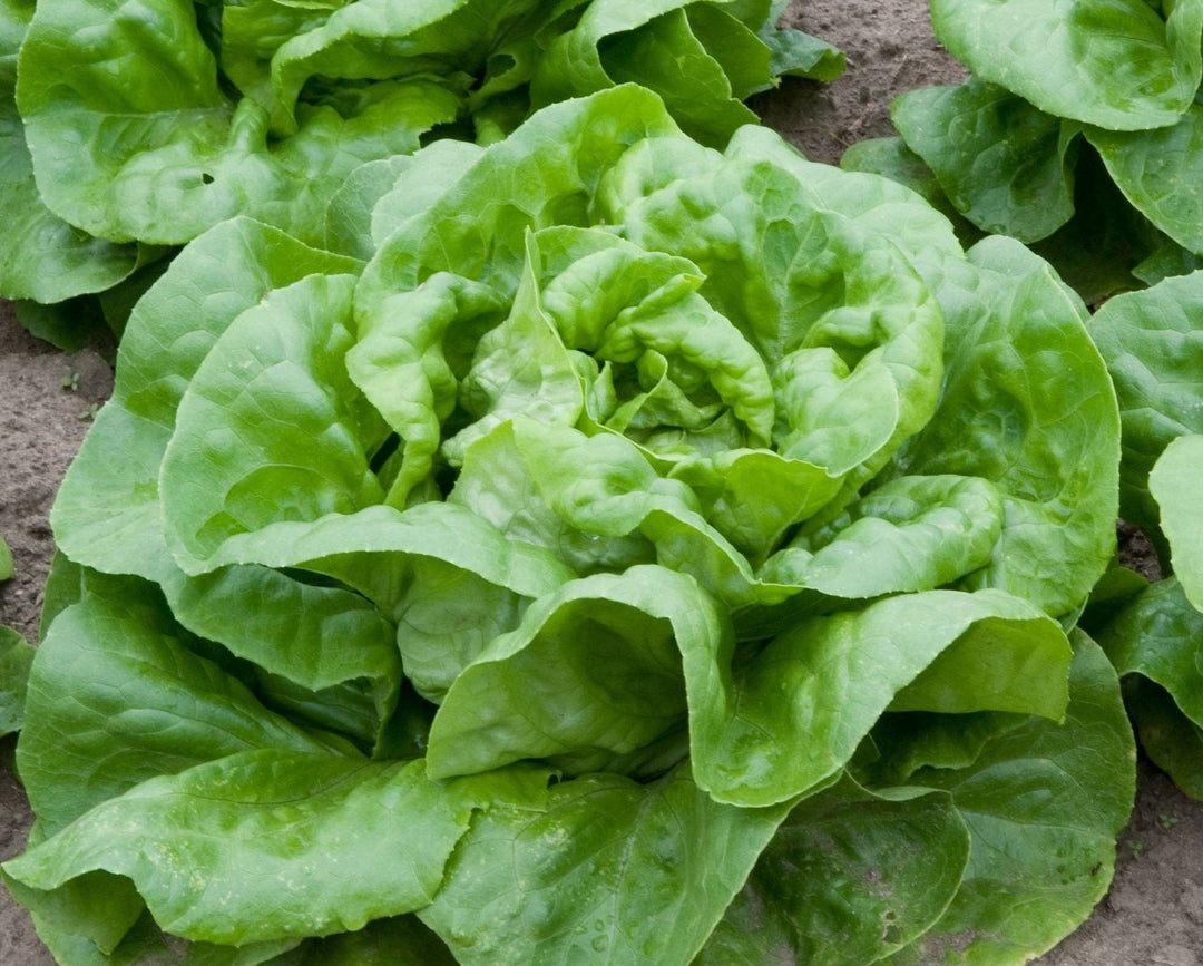 Lettuce For herb seeds