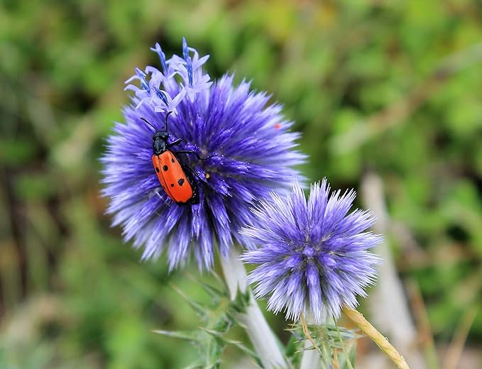 echinops ritro flower seeds