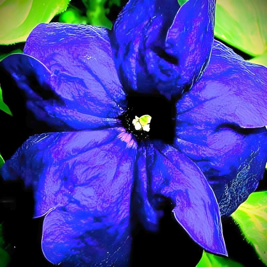 blue blue flower seeds