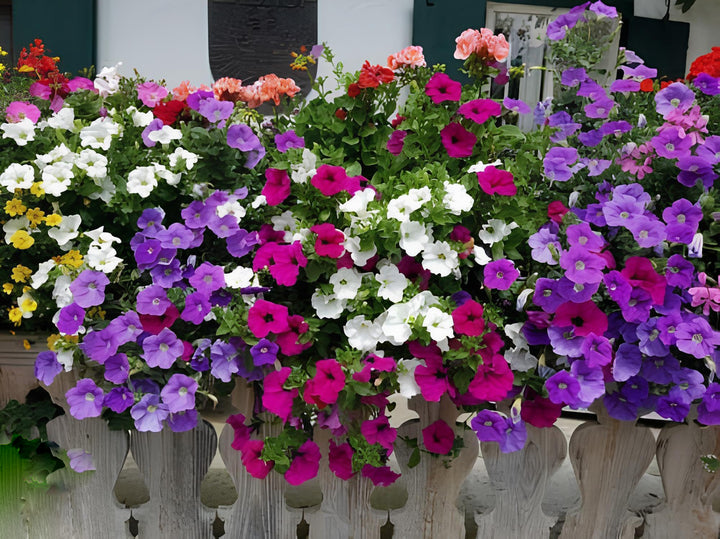 Mixed Climbing Petunia Flower Seeds – Heirloom, Non-GMO, High Germination Seeds