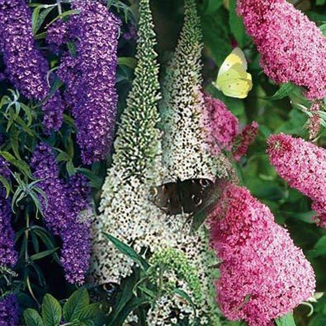 butterfly bush flower seeds