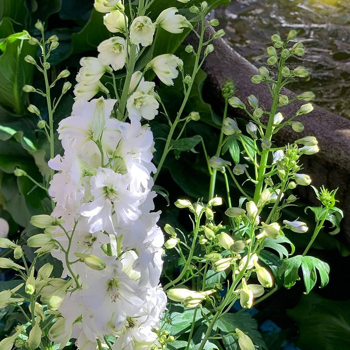 White Giant Delphinium Flower Seeds for Planting
