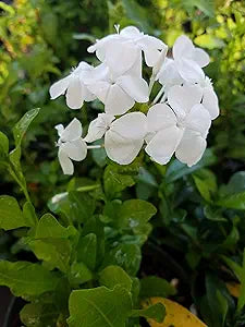 leadwort plumbago flower seeds