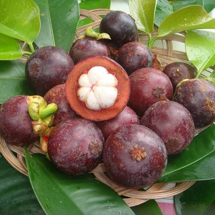 Mangosteen Fruit Seeds – Heirloom, Non-GMO, High Germination Organic Garden Seeds