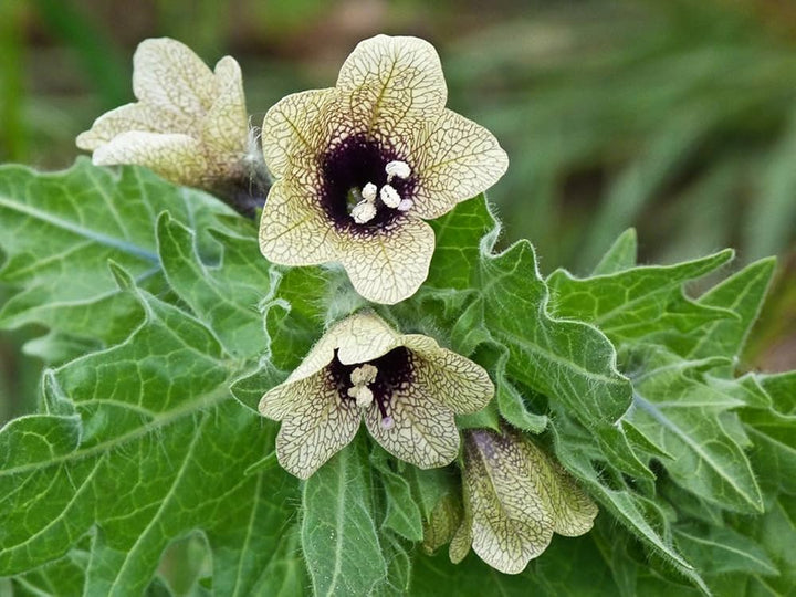 Henbane Flower Seeds Cream – Heirloom, Non-GMO, High Germination Seeds