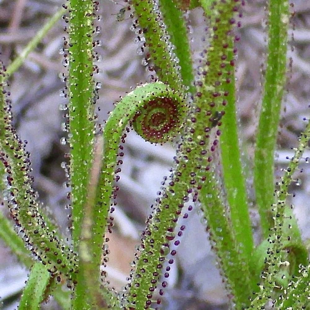 Green Drosophyllum herb seeds