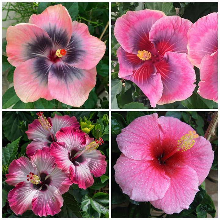 Mixed Hibiscus Flower Seeds – Heirloom, Non-GMO, High Germination Seeds