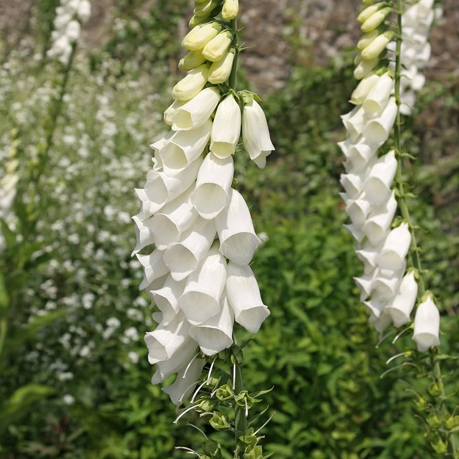 white white flower seeds