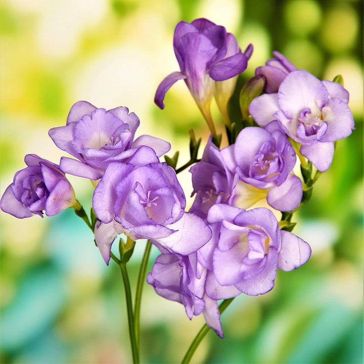 Light Purple Freesia Flower Seeds – Heirloom, Non-GMO, High Germination Seeds