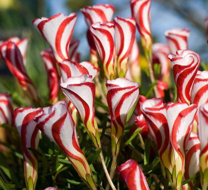 Oxalis Versicolor Flower Seeds Red White – Heirloom, Non-GMO, High Germination Seeds