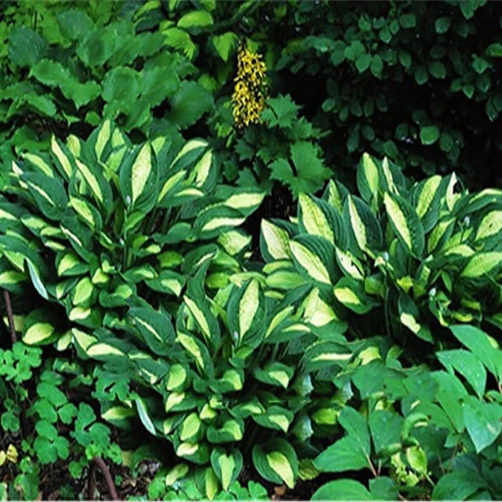 plantain lily hosta sieboldiana