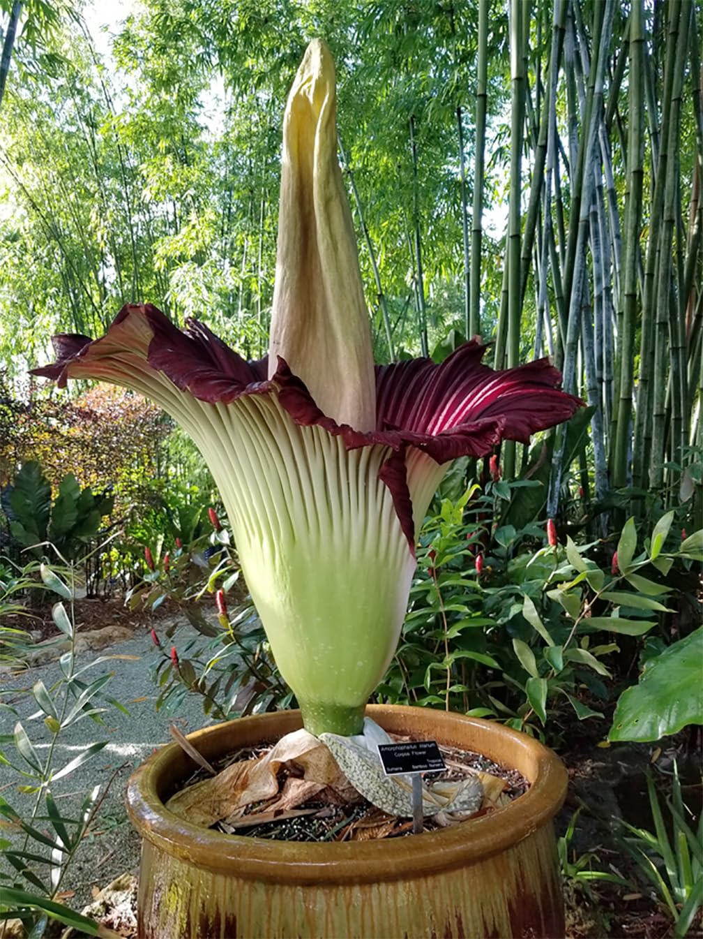 Amorphophallus Corpse Flowers Seeds – Heirloom, Non-GMO, High Germination Seeds