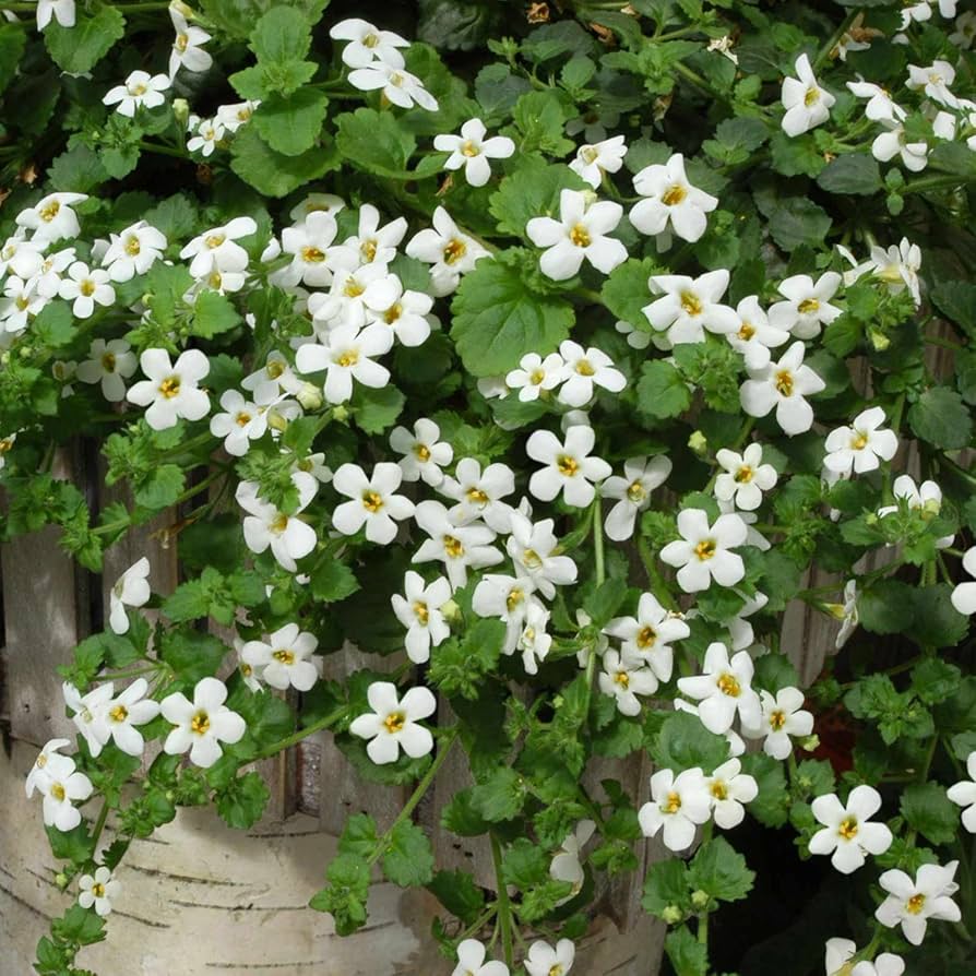 hanging bacopa flower seeds