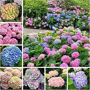 hydrangea mixed flower seeds