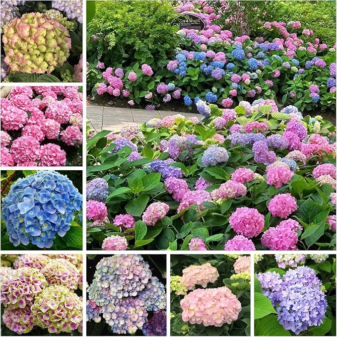 mixed hydrangea flower seeds
