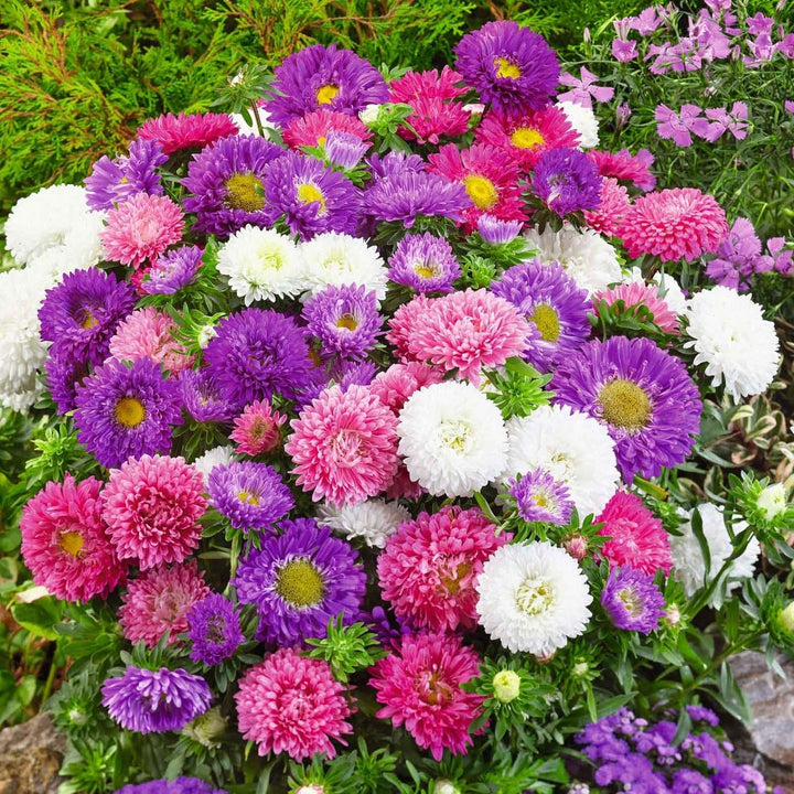 Aster Flower Seeds Mixed – Heirloom Non-GMO High Germination Seeds