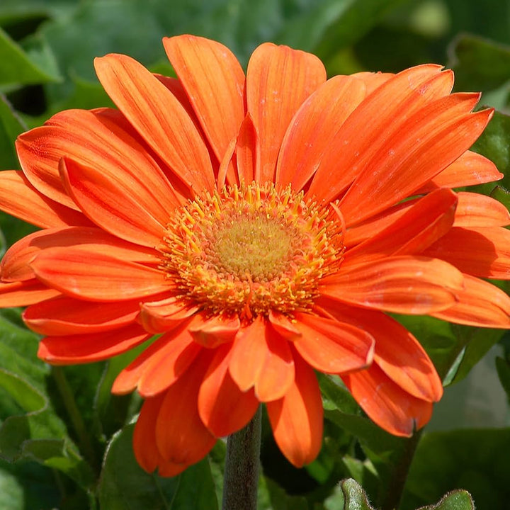 Daisy Flower Seeds Orange – Heirloom Non-GMO High Germination Organic Garden Seeds