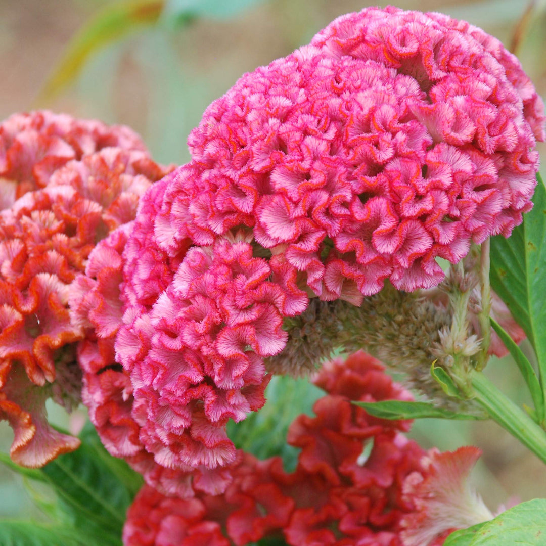 kurume rose flower seeds