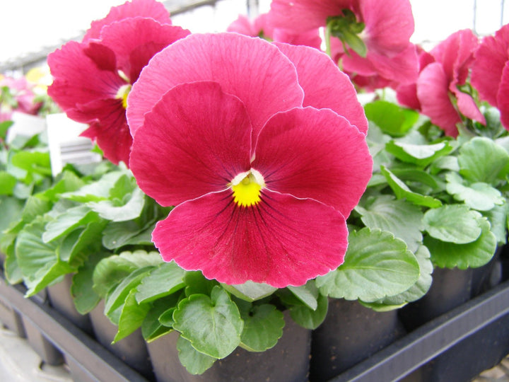 Giant Pansy Flower Seeds Pink – Heirloom, Non-GMO, High Germination Seeds