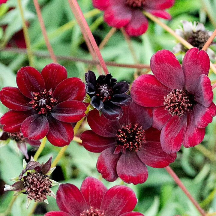 Atrosanguineus Flower Seeds for Planting – Heirloom Non-GMO High Germination Seeds