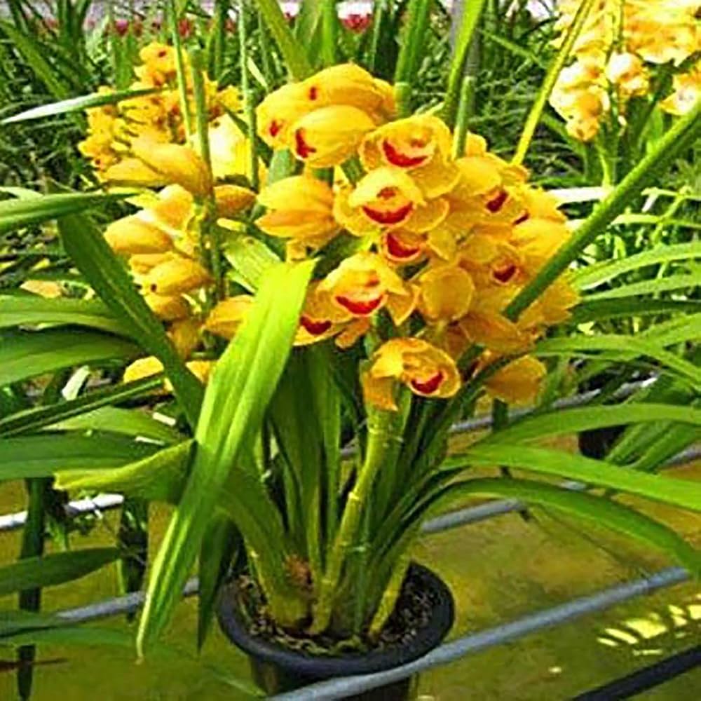 cymbidium orchid flower seeds