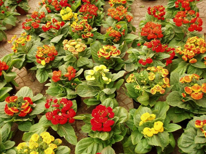 Calceolaria Flower Seeds Mixed – Heirloom, Non-GMO, High Germination Seeds