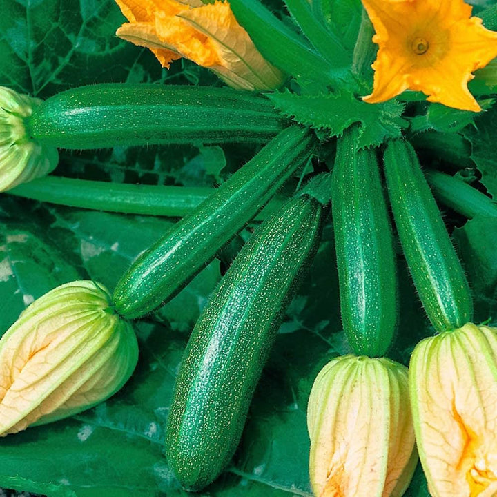 Green Climbing Zucchini Seeds – Heirloom Non-GMO Organic Summer Squash Seeds for Planting, High Germination Vegetable Garden Seeds