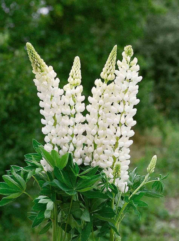 Giant Lupine Flower Seeds White – Heirloom Non-GMO High Germination Seeds