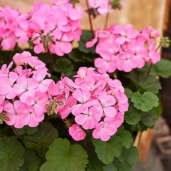 Pink Geranium Pelargonium Flower Seeds – Heirloom, Non-GMO, High Germination