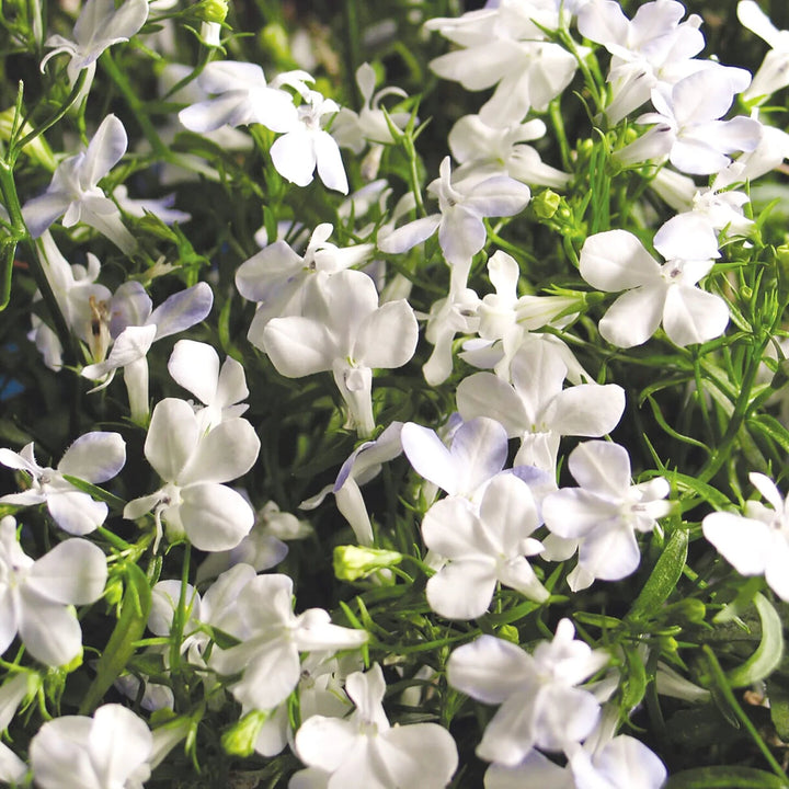 Fresh White Lobelia Erinus Flower Seeds Heirloom Non-GMO High Germination Organic Garden Seeds for Planting