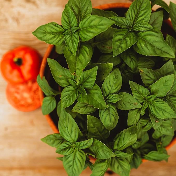 greek basil flower seeds