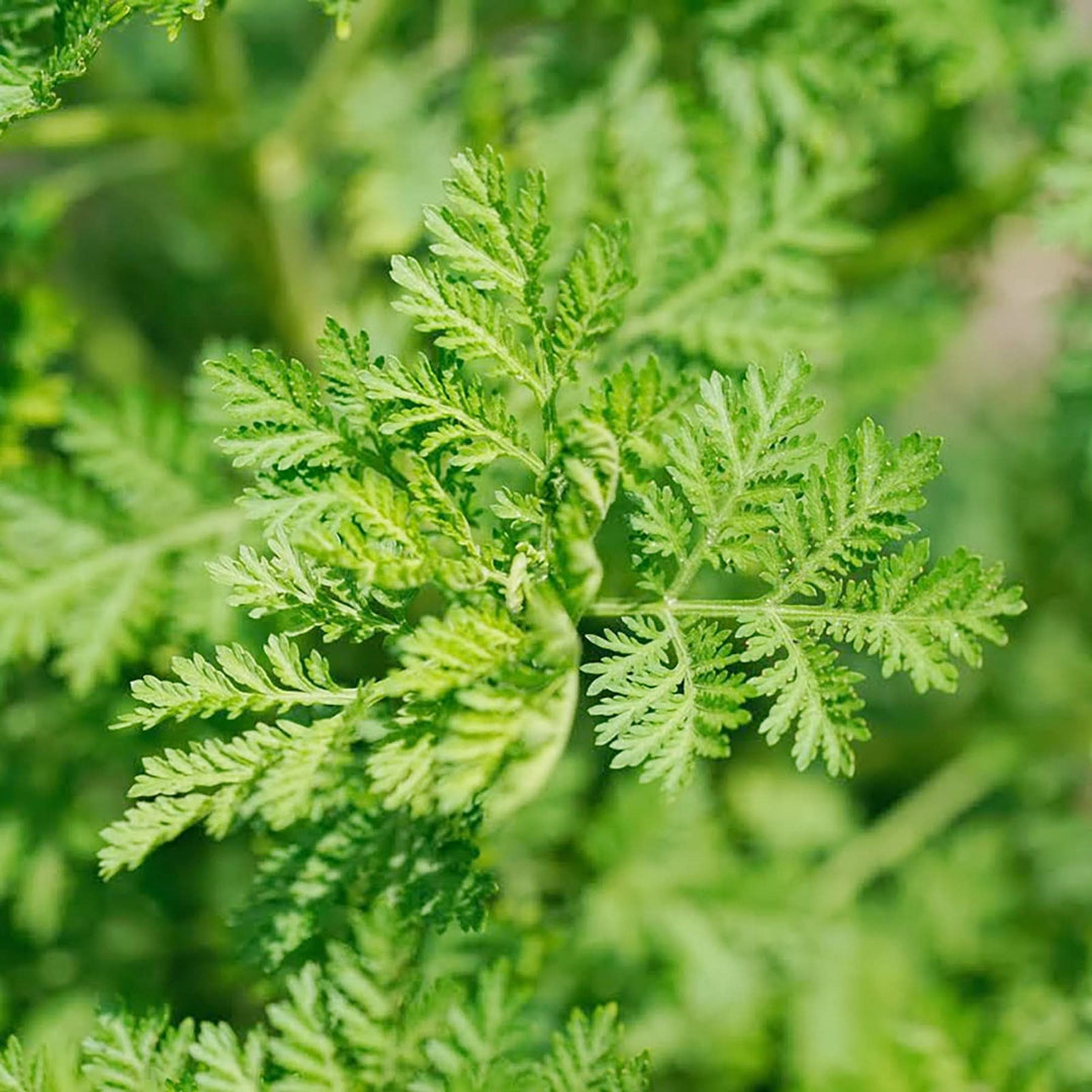 Green Annie herb seeds