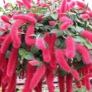 acalypha pendula flower seeds